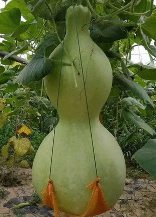 Giant Gourd Seeds