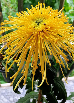 Rare Golden Chrysanthemum Seeds-Longevity Flower💞
