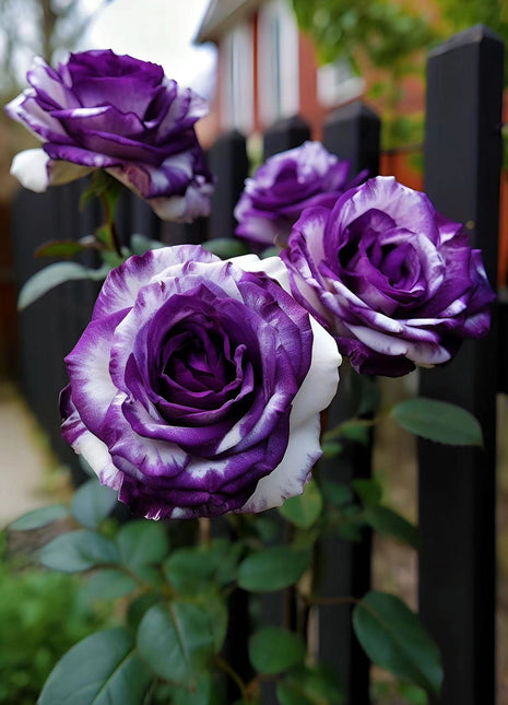 Rare Purple and White Twin Roses