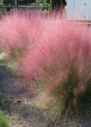 100Pcs Muhlenbergia Capillaris