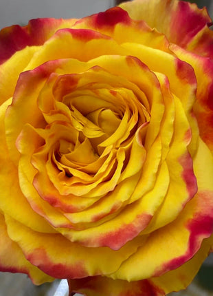 Rare Colorful Rose Plant Seeds for Home Garden