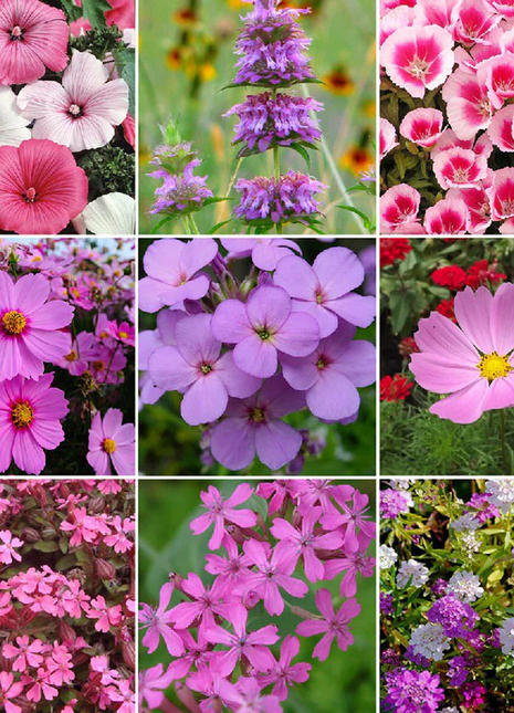 Royal Meadow Flower Seed Mix