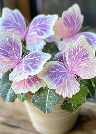 Begonia 'Meteor Butterfly'