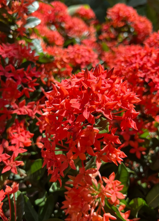 Dragon Boat Flower Seeds