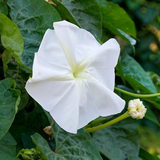 MOONFLOWER SEEDS