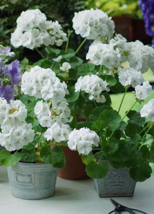 🌸Geranium - Happiness Is Around You