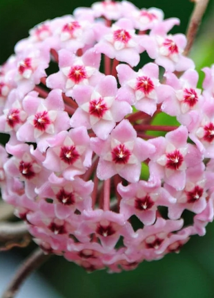 ⭐️Hoya Carnosa Flower Seeds 丨Star-shaped Flower Ball