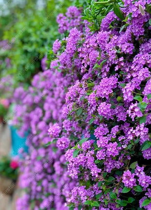 🌺Colorful Elf Lantana Seeds - Repels Mosquitoes And Flies