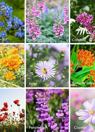 Mixed Wildflower Hummingbird Seeds