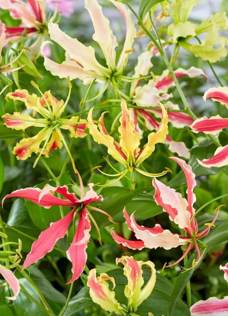 💐Gloriosa Lily—Life Never Dies, Passion Never Dies