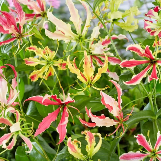 💐Gloriosa Lily—Life Never Dies, Passion Never Dies