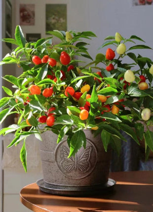 Chinese Five-Color Pepper Ornamental Pepper