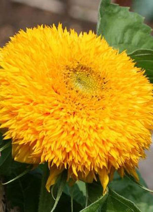 50 Seeds Teddy Bear Sunflower