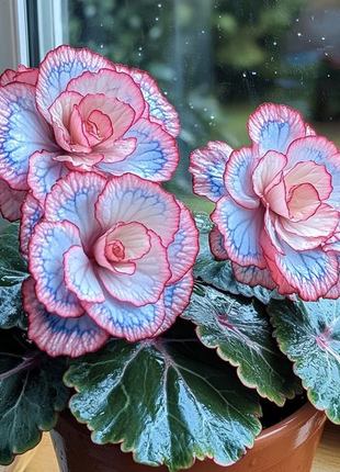 Beautiful Begonia Blooms（Pink & Blue）