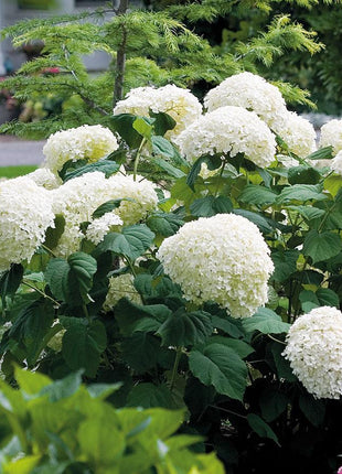 20 pcs/Pack Hydrangea Seed Bonsai Flower Seeds Hydrangea Perennial Garden Home