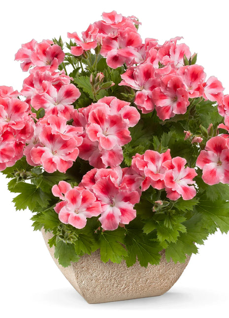 Candy Flowers Peach Cloud Seeds