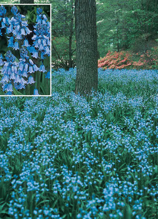 Spanish Bluebells Flower Seeds