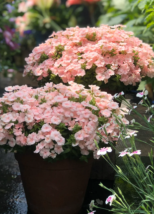 💐Garden Verbena Seeds