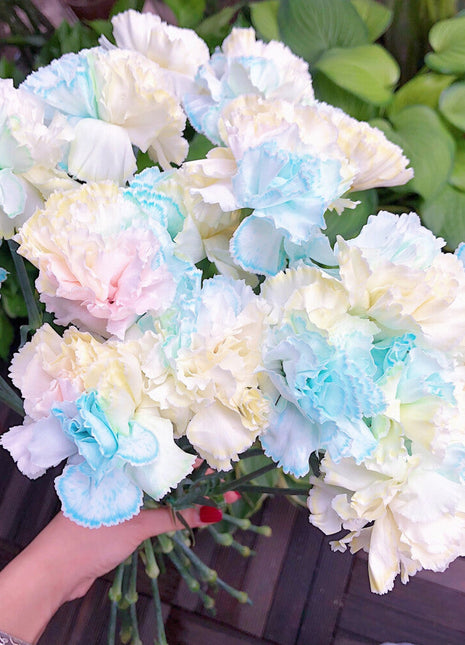 Mixed Color Carnations