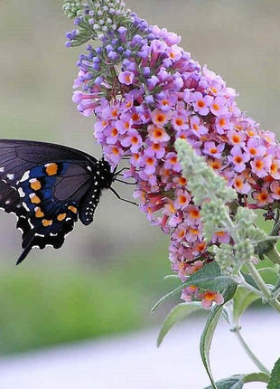 MIXED Colors BUTTERFLY BUSH Buddleia Davidii Flower Shrub Seeds