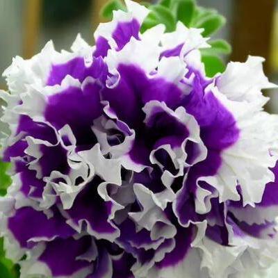 Petunia Seeds, Double Pirouette Purple F1