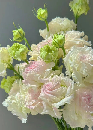 Eustoma-Ice cream Curls-Graceful Elegance in Every Petal