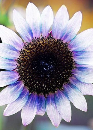 Sunflower Seeds for Planting Rare Multi Color Garden Seeds Sunflowers