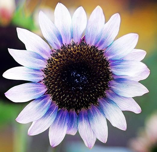 Sunflower Seeds for Planting Rare Multi Color Garden Seeds Sunflowers
