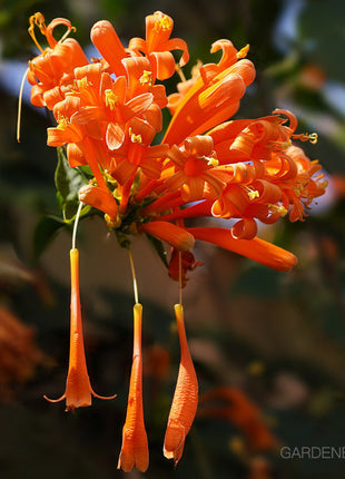 🏵️Pyrostegia Venusta Climing Flower Seeds