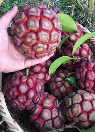 Black Tiger Seeds | Devil Fruit