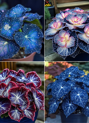 🌺Phantom Begonia 🌺