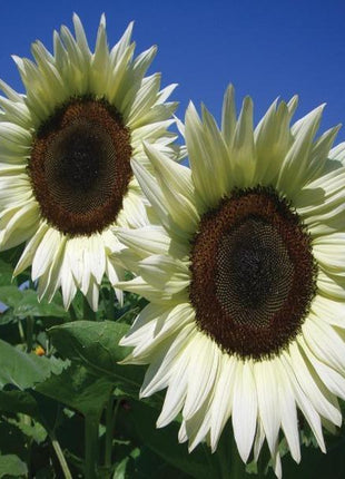 50 Pcs Italian White Sunflower Seeds