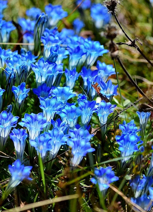 💙Plateau Elf Gentiana - Heart Of The Ocean💦