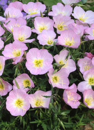 Evening Primrose Seeds