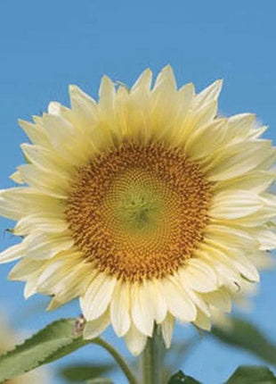 Butter Sunflower Seeds