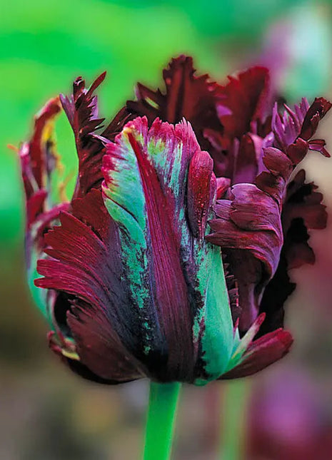 Bonsai Rare Color Tulip Seeds-Wine