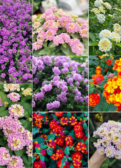 🌺Colorful Elf Lantana Seeds - Repels Mosquitoes And Flies