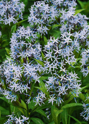 Licorice - A star representative of low-maintenance plants