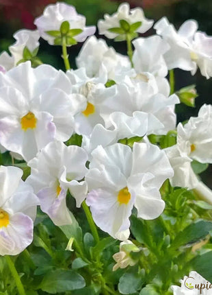 💐 Pansy Winter Elf Series - I Miss You Endlessly