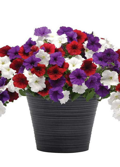 Calibrachoa Paradise Island