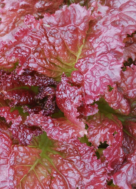 Lettuce Red Velvet Organic