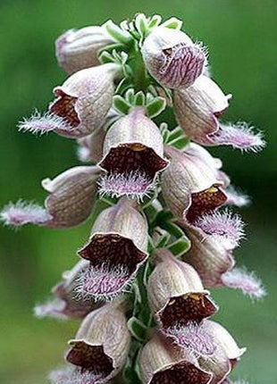 RUSTY FOXGLOVE Hummingbird Flower Digitalis Ferruginea Yellow Herald Seeds