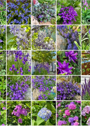 💜Blue Purple Mixed Flower Seeds