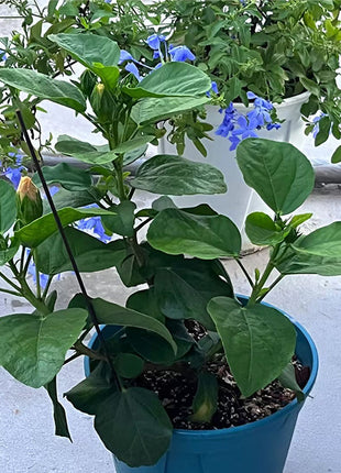 Mixed Giant Ombre Hibiscus Exotic Coral Flowers Seeds