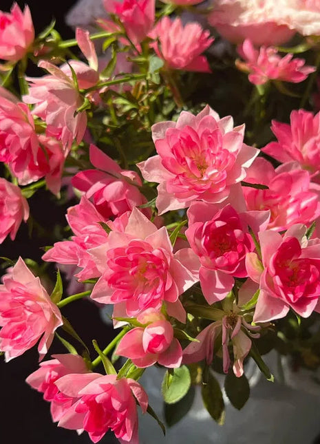 Miniature Rosa Chinensis-Sky Lotus Stars🌺