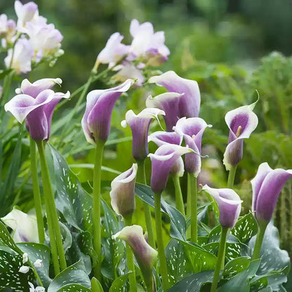 Calla Lily Seeds - Mixed - Beautiful Flowers Planting