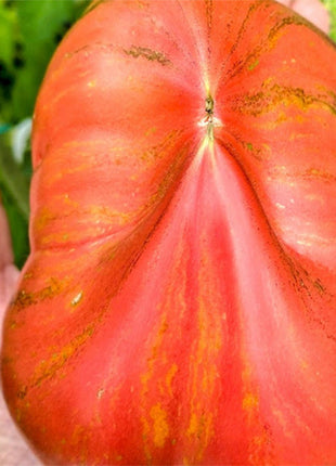CRUSHED HEART Tomato - Organic Heirloom Seeds
