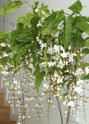 🌼Weeping Jasmine Seeds - White Jade Butterfly