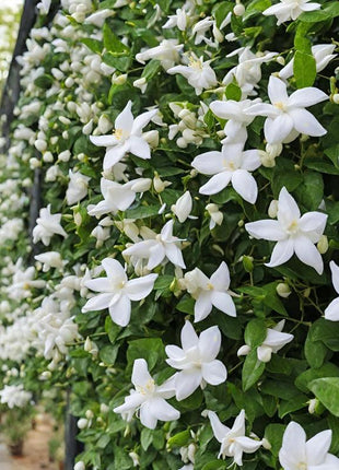 Jasmine Flower Seeds - 100Pcs Aromatic White Blossoms for Indoor Outdoor Use Easy to Grow High Germination Rates Perfect for DIY Gardening and Nature-Inspired Home Decor