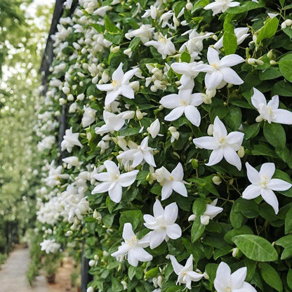 Jasmine Flower Seeds - 100Pcs Aromatic White Blossoms for Indoor Outdoor Use Easy to Grow High Germination Rates Perfect for DIY Gardening and Nature-Inspired Home Decor